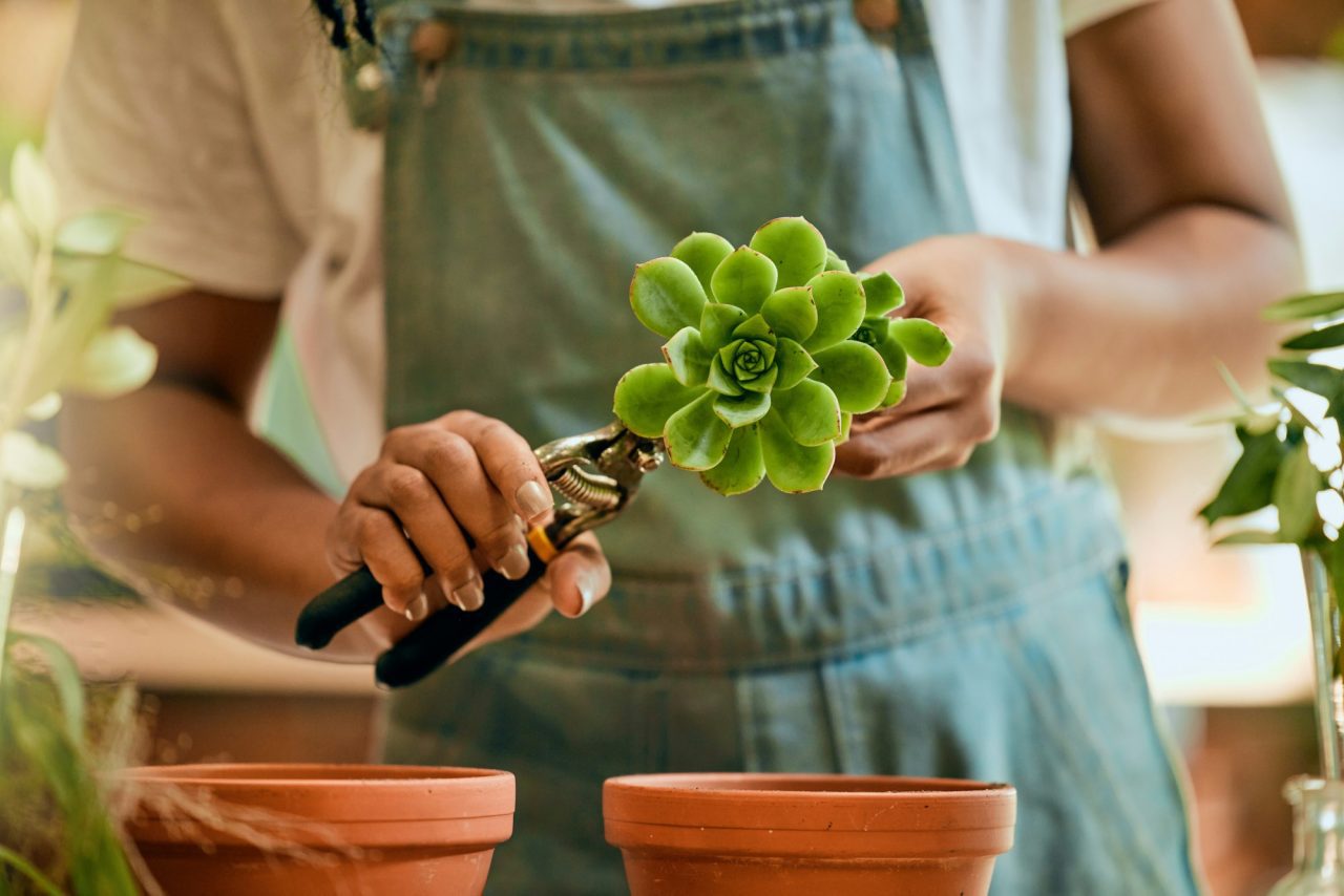 woman-hands-gardening-and-green-plant-for-sustainability-eco-environment-and-garden-or-greenhouse.jpg